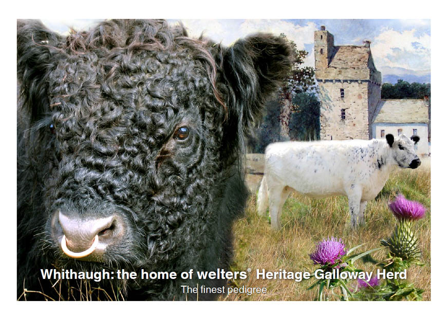 Whithaugh: the home of welters Heritage Galloway Herd