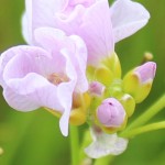 Wild Flowers of the Field