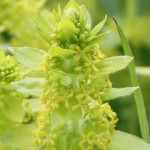 Wild Flowers of the Field