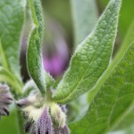 Wild Flowers of the Field