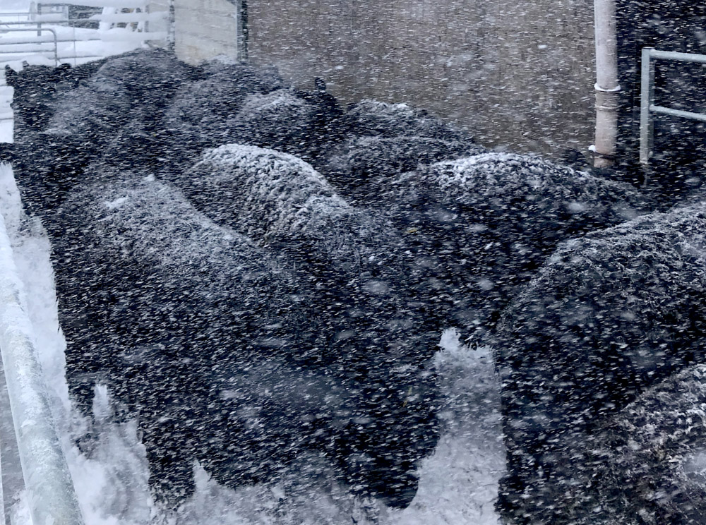 Blizzard conditions ensue as the naturally insulated heifers patiently await insemination