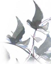Doves and Leaves